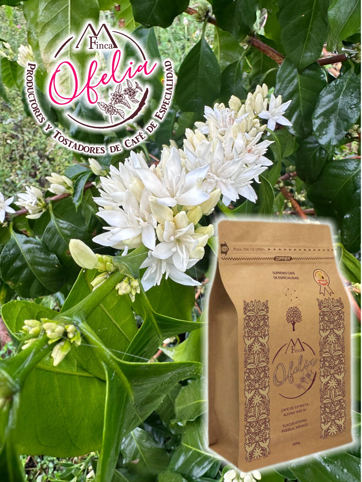 201_Finca Ofelia 2