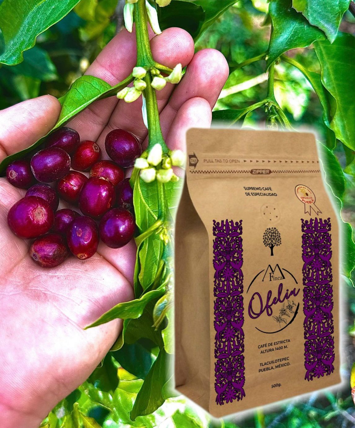 201_Finca Ofelia 3