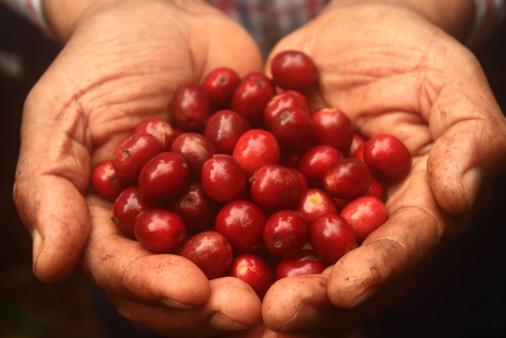 62_1.-corte de semillas (1)