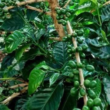 Galeria_CAFETZAL_5