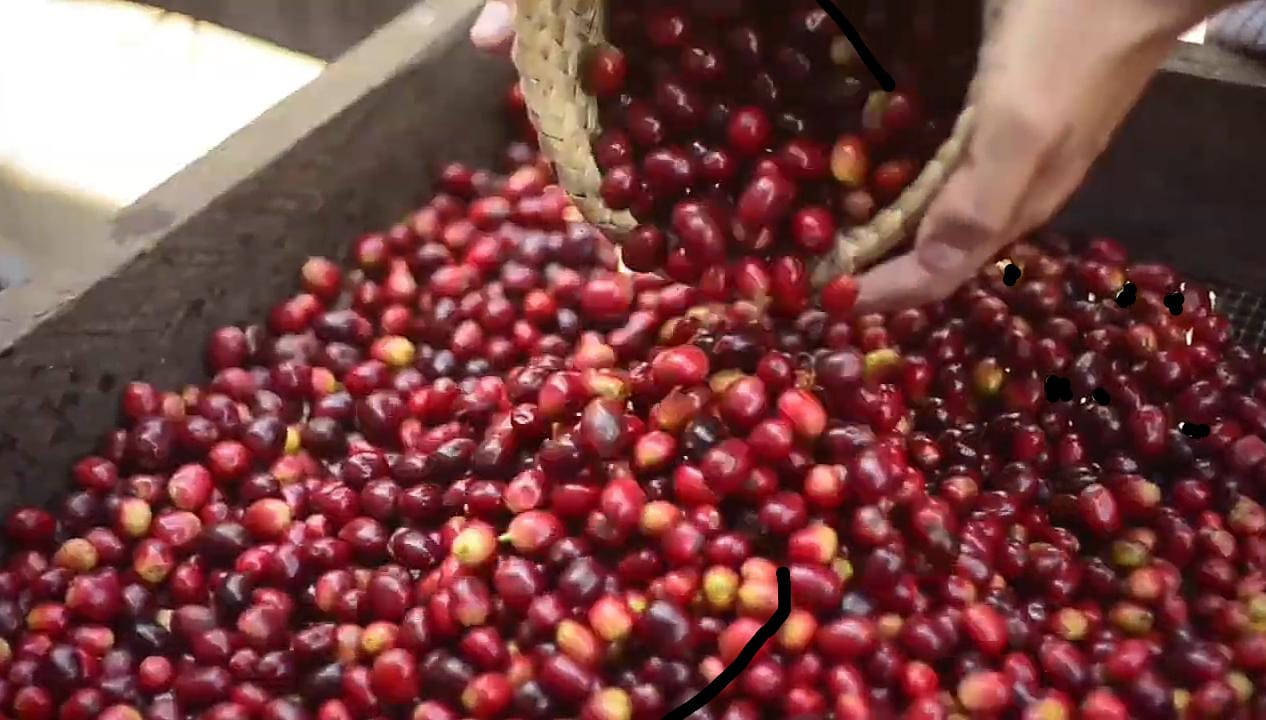 Galeria_FINCA_CAFETALERA_LA_GLORIA_VERACRUZ_3