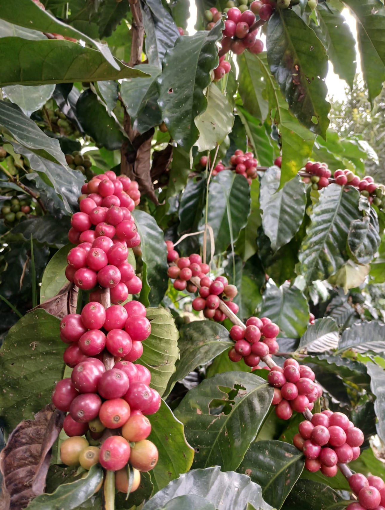 Galeria_FINCA___NGELES_1