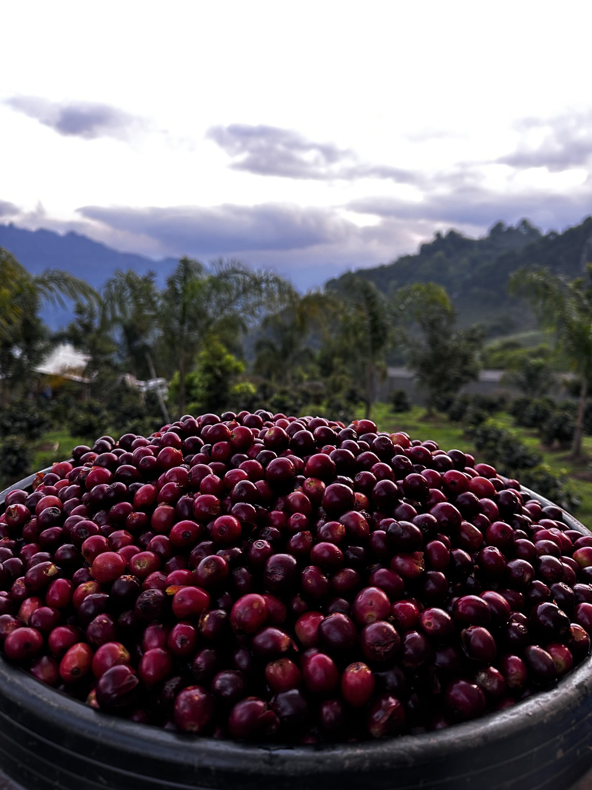 Galeria_FINCA___NGELES_4