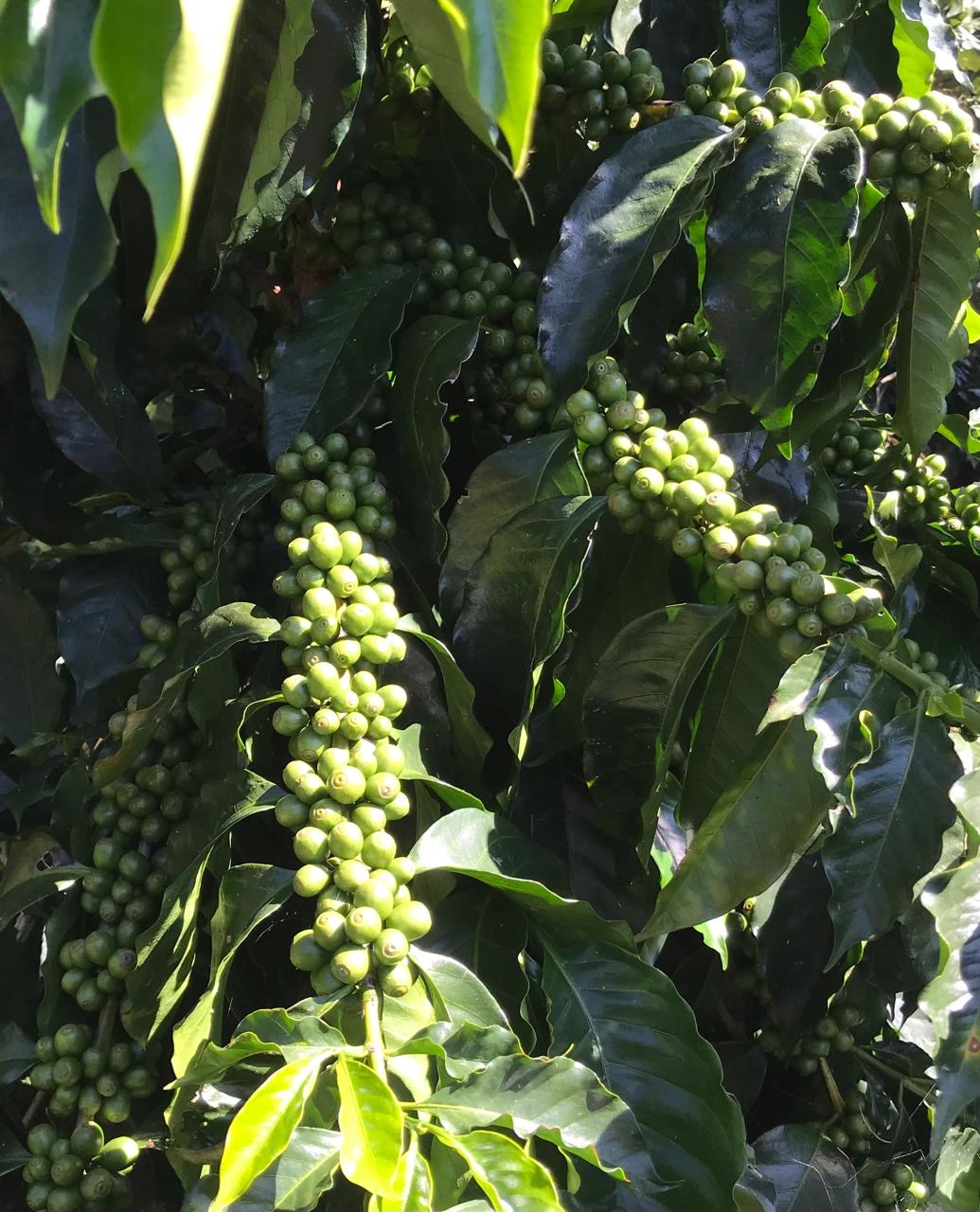 Galeria_FINCA___NGELES_5
