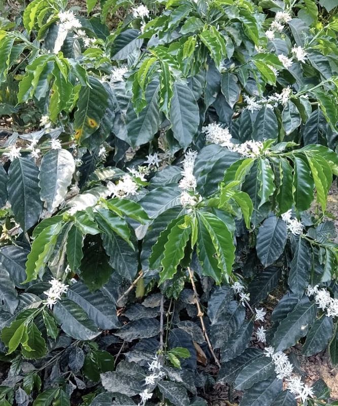 Galeria_FINCA___NGELES_6