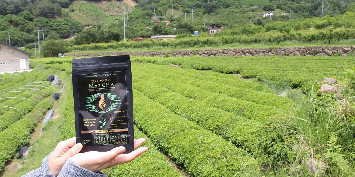 Galeria_MATCHA_M__XICO_6